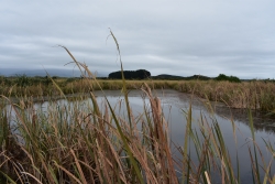 Te Hakari Wetlands
